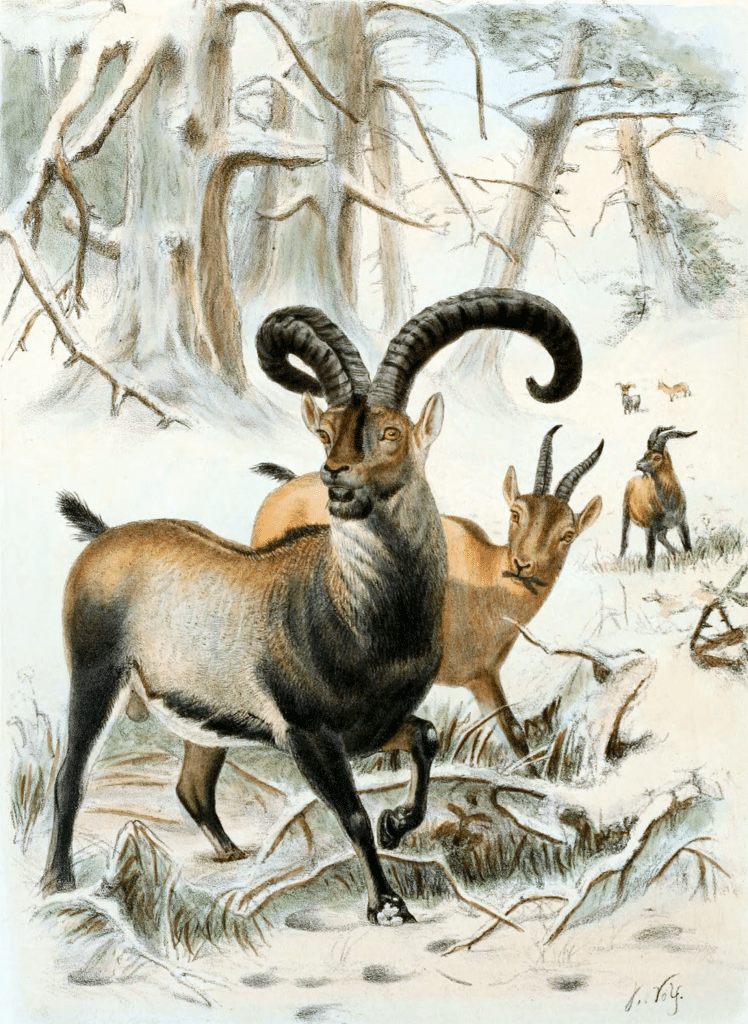 Ibex