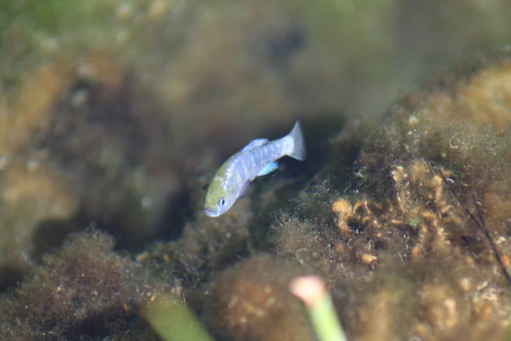 Pupfish