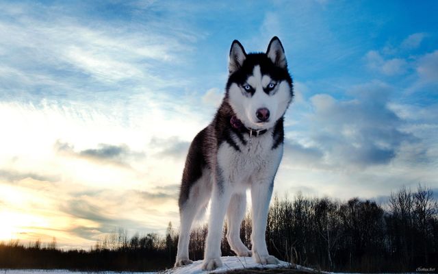 siberian dog