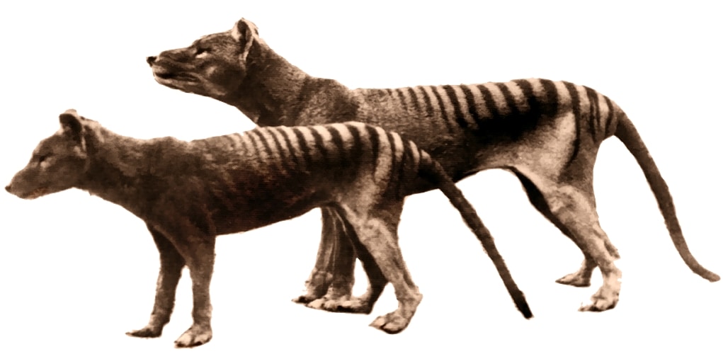 Tasmanian-Tiger