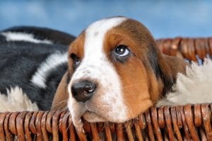 Basset Hound Lying Basket