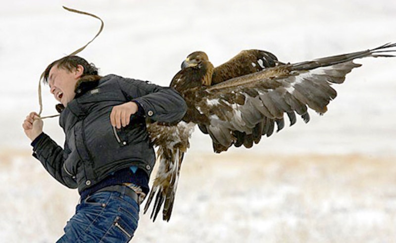 golden eagle