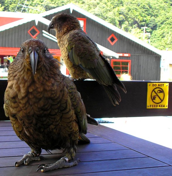 kea